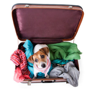 Dog sitting in suitcase