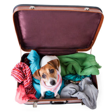Dog sitting in suitcase